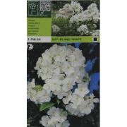 Флокс Wit/blanc/white