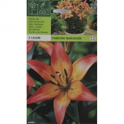 Forever Marjolein.  Лилия  Марлейн навсегда. 