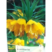 ФРИТИЛЛЯРИЯ FRITILLARIA IMPERIALIS LUTEA
