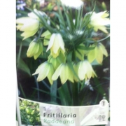 ФРИТИЛЛЯРИЯ FRITILLARIA RADDEANA