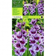 Гладиолусы