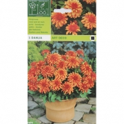 Георгин Art Deco