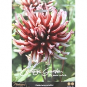 Георгин Dahlia Cactus red-white I