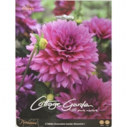 Георгин Dahlia Decoratime border Bluesette I