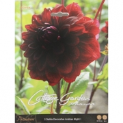 Георгин Dahlia Decorative Arabian Night I