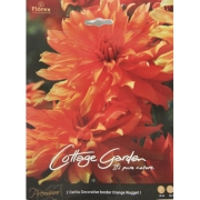 Георгин Dahlia Decorative border Orange Nugge