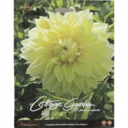 Георгин Dahlia Dennerplate Kelvin Floodlight I