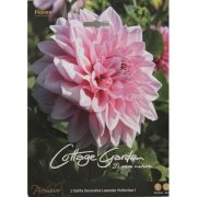 Георгин Danlia Decorative Lavender Perfection I