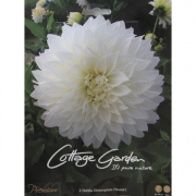 Георгин Danlia Dinnerplate Fleurel