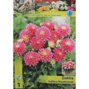 Георгин Danlia Gallery Rembrandt