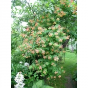 Жимолость вьющаяся