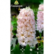 Гиацинт CHINA PINK