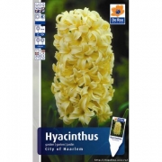 Гиацинт CITY OF HAARLEM