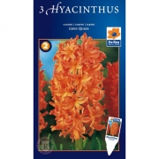 Гиацинт GIPSY QUEEN