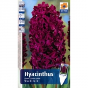 Гиацинт WOODSTOCK
