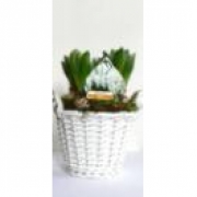 Гиацинты в белой ивовой корзине