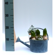 Гиацинты в цинковой лейке