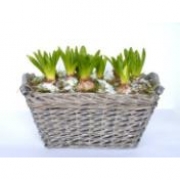 Гиацинты в грубой прямоугольной корзине