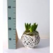 Гиацинты в корзине-мяче