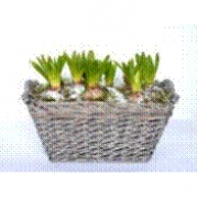 Гиацинты в корзине