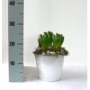 Гиацинты в металлическом горшке