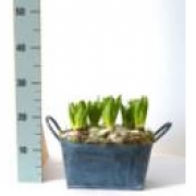 Гиацинты в овальном цинковом кашпо