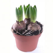 Гиацинты в посадочном горшке