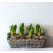 Гиацинты в шероховатой прямоугольной корзине