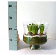 Гиацинты в стеклянной вазе