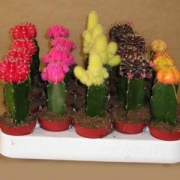 Гимнокалициум