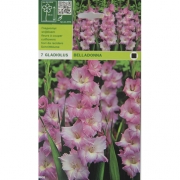Гладиолус Belladonna