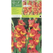 Гладиолус Far west