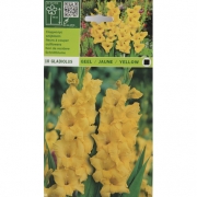 Гладиолус Geel.jaune/yelliw