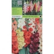 Гладиолус Gemengd/melange/mixed-1