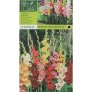 Гладиолус Gemengd/melange/mixed