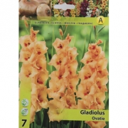 Гладиолус Gladiolus Ovatie