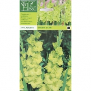 Гладиолус Green star