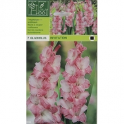 Гладиолус Invitation