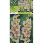 Гладиолус Mon Amour