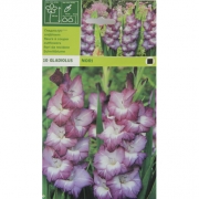 Гладиолус Nori