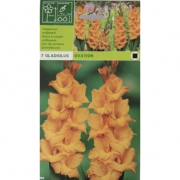 Гладиолус Ovation