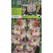 Гладиолус  Priscilla