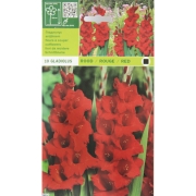 Гладиолус Rood/rouge/red