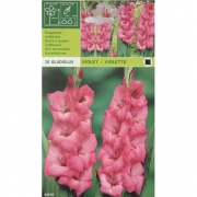 Гладиолус Виолет Violet/Violette