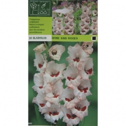 Гладиолус Wine and roses 