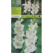 Гладиолус Wit/blanc/white