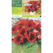 Глоксиния Roi de rouges