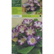Глоксиния Tigrina Blue