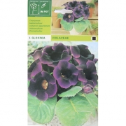 Глоксиния Violaceae