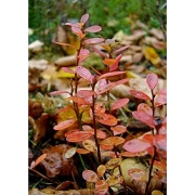 Голубика садовая "Блю Кроп"